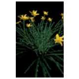 Taglilien Blume - Pflanzen