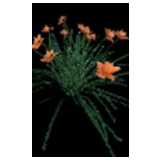 Hemerocallis orange Flower