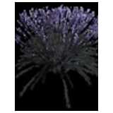 Lavendel - Pflanze Blütenstrauch