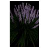 Muscarie Liriope - Plant perennial flowers