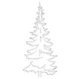 Spruce (Conifer, Tree)