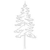 European Larch, Conifer, Tree