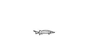 sturgeon (fish)