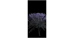 Lavendel - Pflanze Blütenstrauch