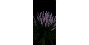 Muscarie Liriope - Plant perennial flowers