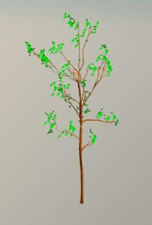 Young deciduous tree
