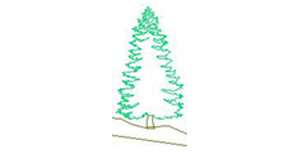 Common Spruce