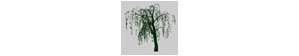 Tree - White Willow