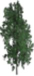 CAD Library: lime tree