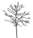 CAD Bibliotheken: Baum im Winter als Strichzeichnung