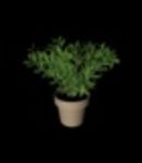 CAD Library: potted  plant