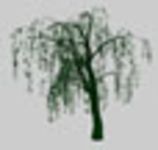 CAD Library: Tree - White Willow