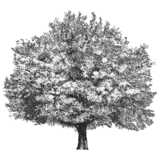 oak tree, summer, Quercus coccinea