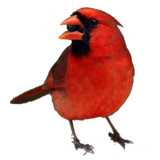 Roter Kardinal 