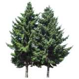 2 fir trees