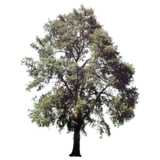Baum, Silberpappel, Populus alba