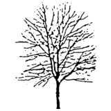 Baum, Winter, abstrakt
