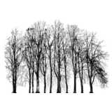 group of trees