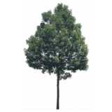 Baum, Hohe Esche, Fraxinus excelsior