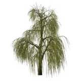 tree, Willow, Salix