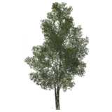 tree, birch, betula