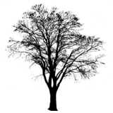 tree, big, silhouette