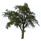 tree, Acacia