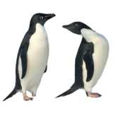 Penguine couple