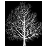 Baum, Winter, Negativ