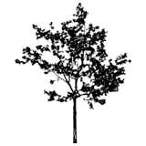 tree, small, silhouette