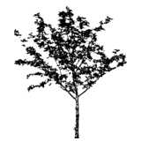 tree, young, silhouette