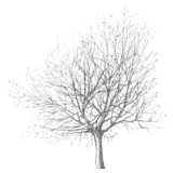 tree, maple, Acer
