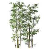 bamboo bush