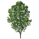 tree, Common Beech, Fagus sylvatica