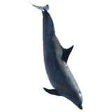 Delfin, Delphinidae