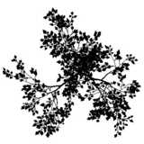 tree, silhouette, top view