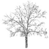 tree, London plane, Platanus hispanica