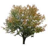 tree, autumn, round