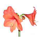 flower, Amaryllis