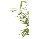 bamboo, clipping