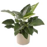 house plant, Philodendron
