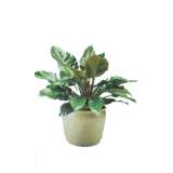 house plant, Philodendron