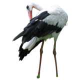 bird, stork, cleaning itself