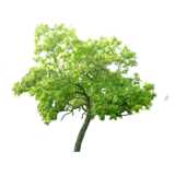 Baum, Trompetenbaum, Catalpa bignonioides