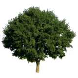 Baum, Stieleiche, Quercus robur