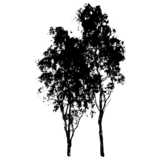 tree, birch, silhouette