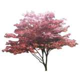 Downy Japanese Maple, red colored