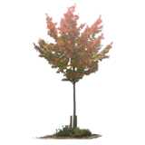 small crown tree with autumn  colors