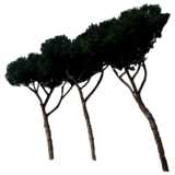 Three pine trees