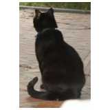 schwarze Katze, sitzend